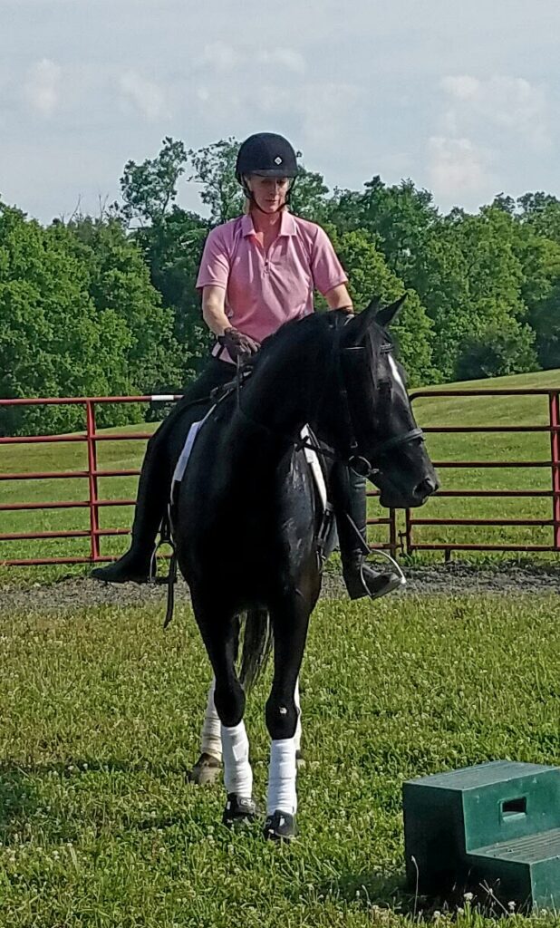 training horse