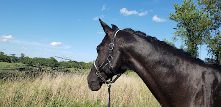 loss of a horse