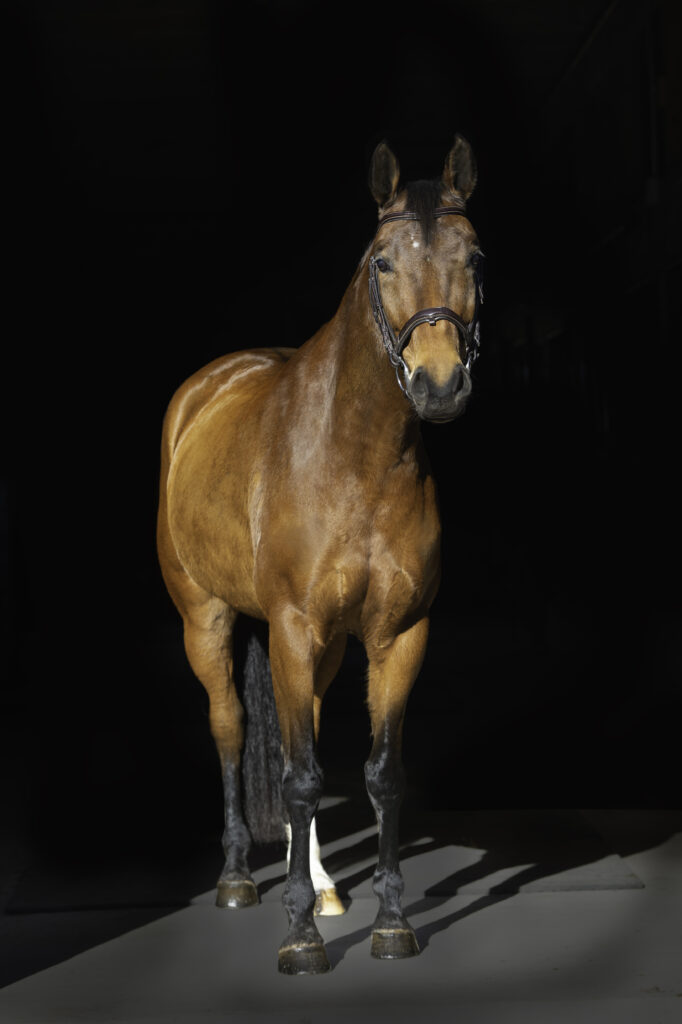 oldenburg horse for sale, dressage horse, hunter jumper