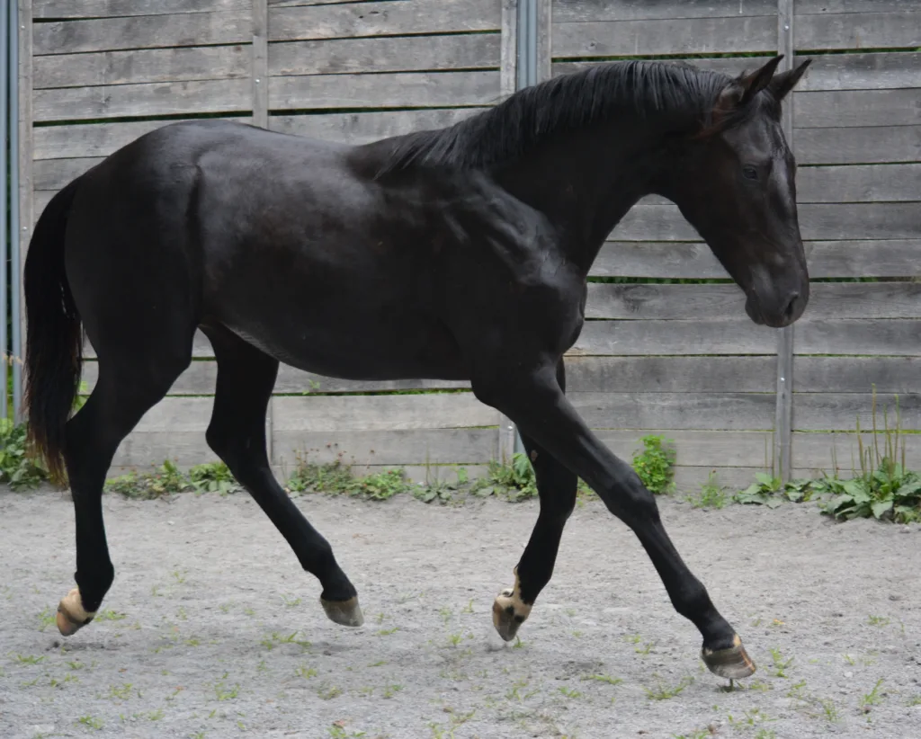 Gaudi Rotspon gelding yearling for sale horse warmblood