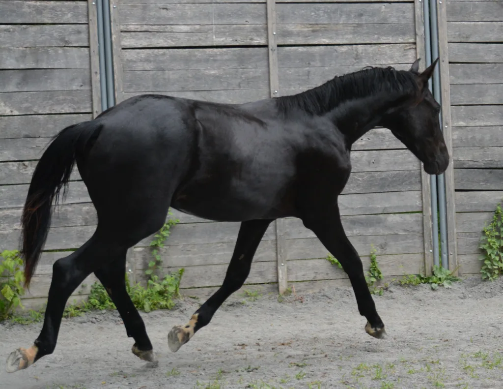 KWPN gelding by gaudi out of rotspon dam for sale
