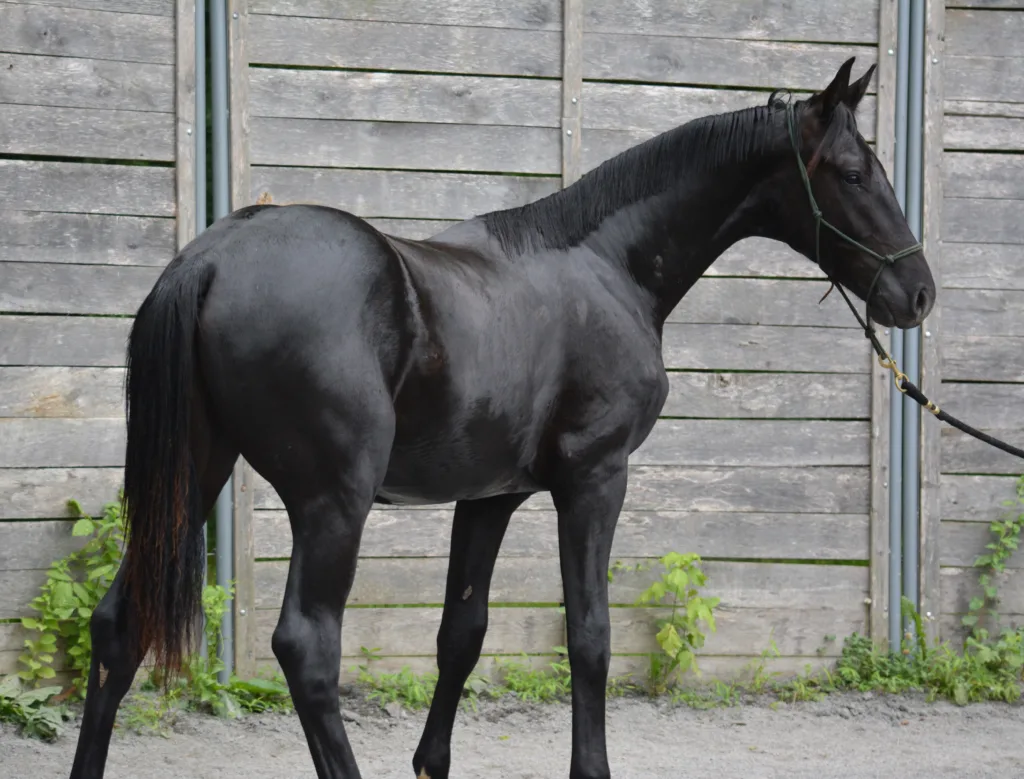 Gaudi Rotspon KWPN sales horse yearling warmblood